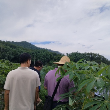 华南九号黄心木薯苗