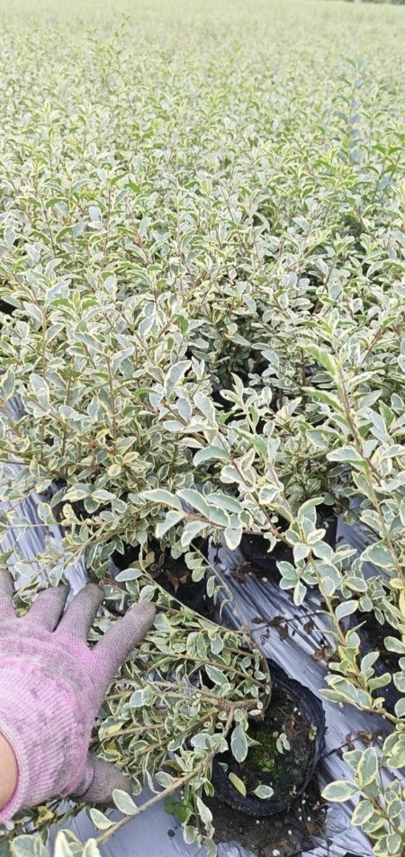 精品银姬小蜡，各种规格大小杯，基地常年批发。