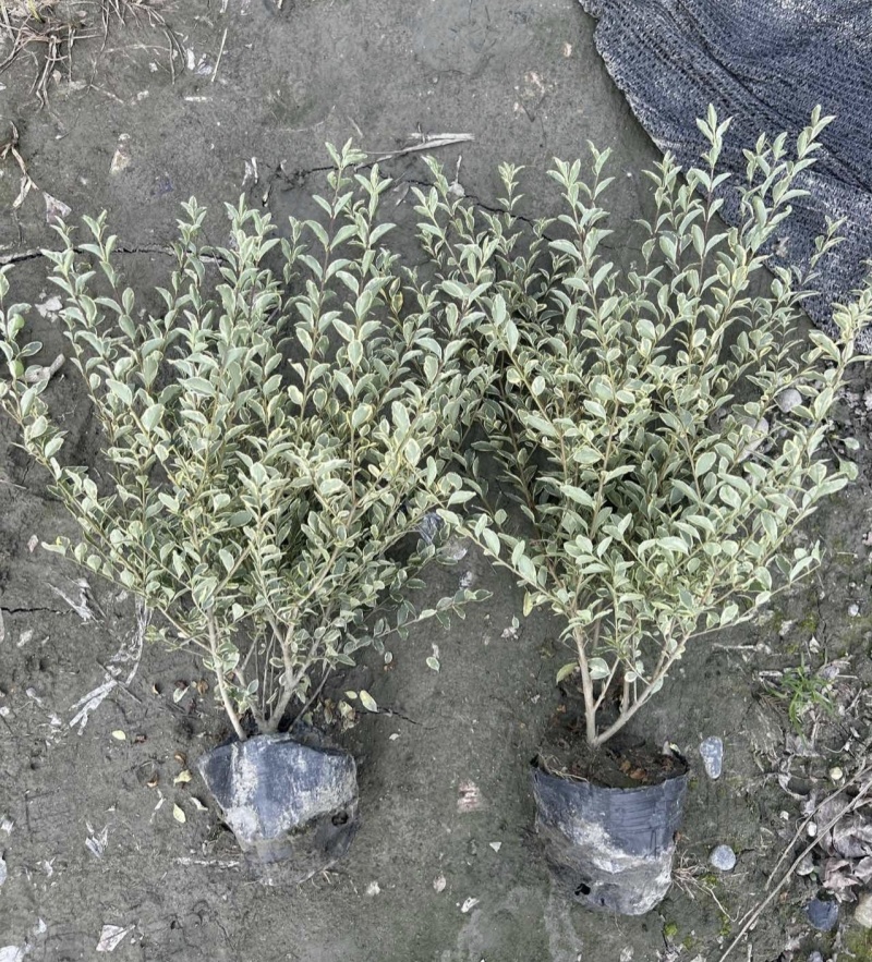 精品银姬小蜡，各种规格大小杯，基地常年批发。