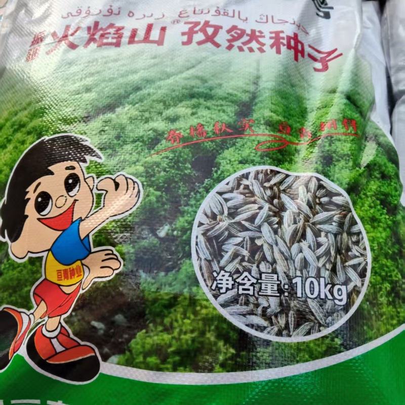 精品孜然价格优惠。厂家直发。保真保出。