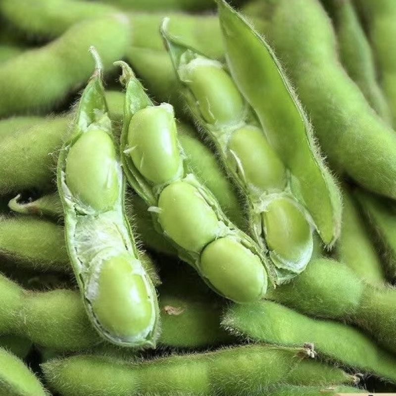 湖北精品毛豆颗颗饱满低价好货质量保证基地直供