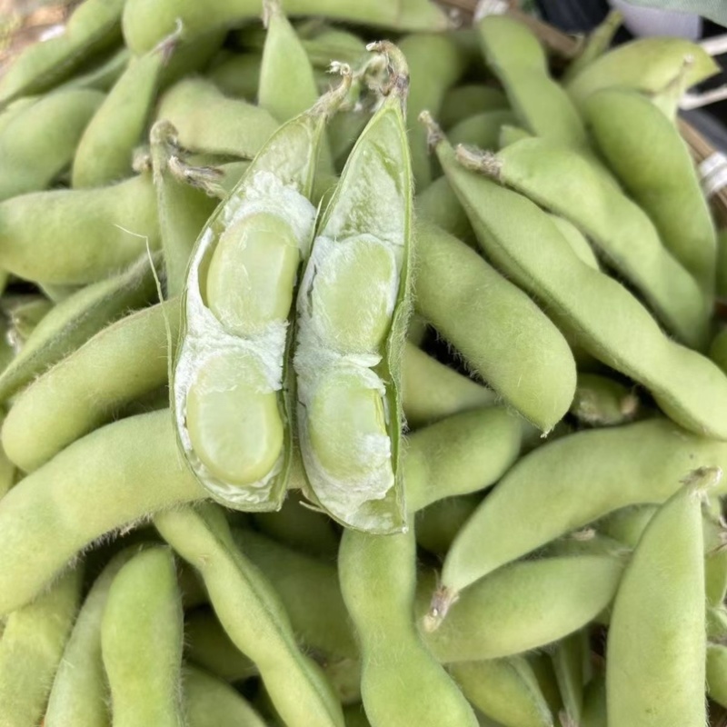 湖北精品毛豆颗颗饱满低价好货质量保证基地直供