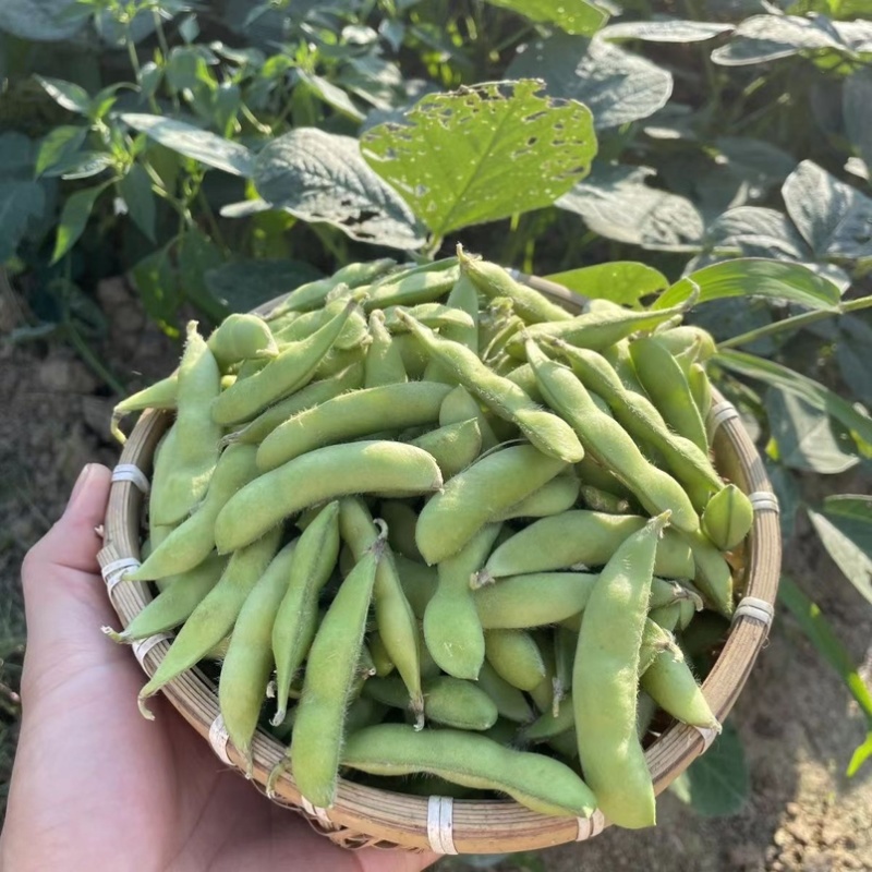 湖北精品毛豆颗颗饱满低价好货质量保证基地直供