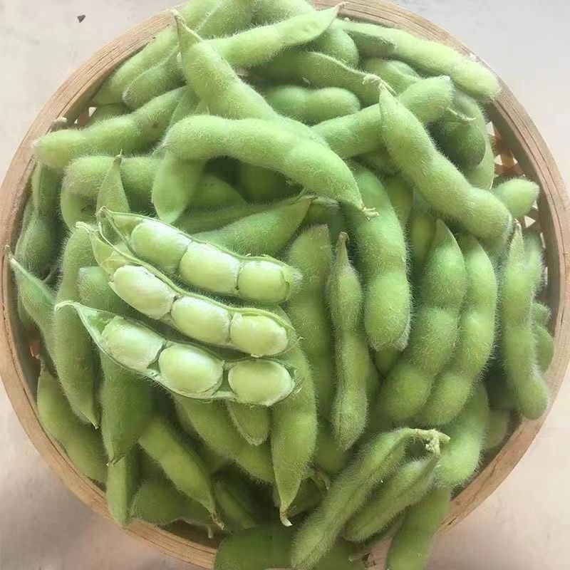 湖北精品毛豆颗颗饱满低价好货质量保证基地直供