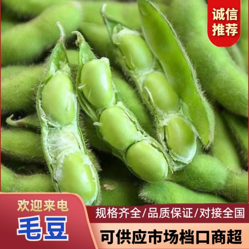 湖北精品毛豆颗颗饱满低价好货质量保证基地直供