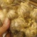 大玉生姜20000斤