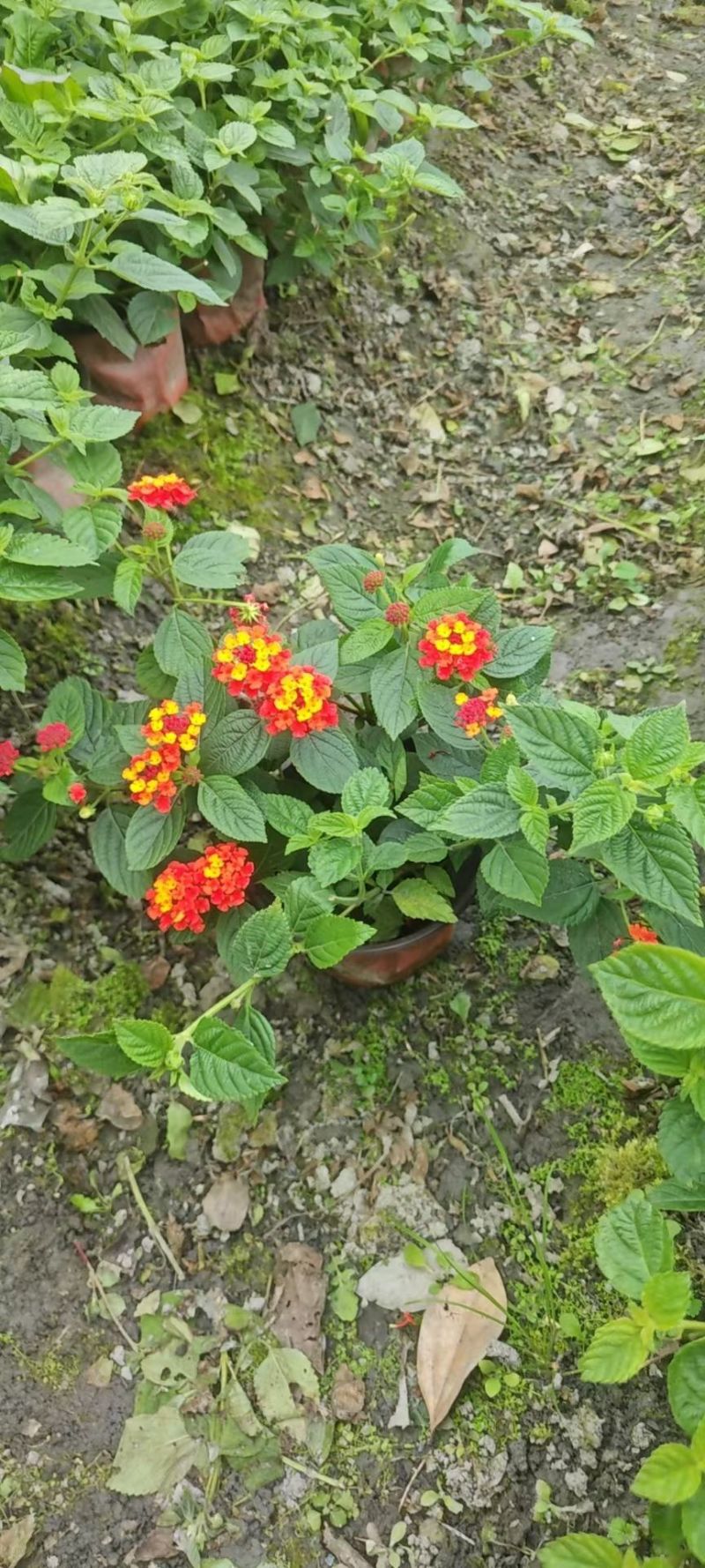 五色梅容器苗，大小杯各种规格，基地常年直销。