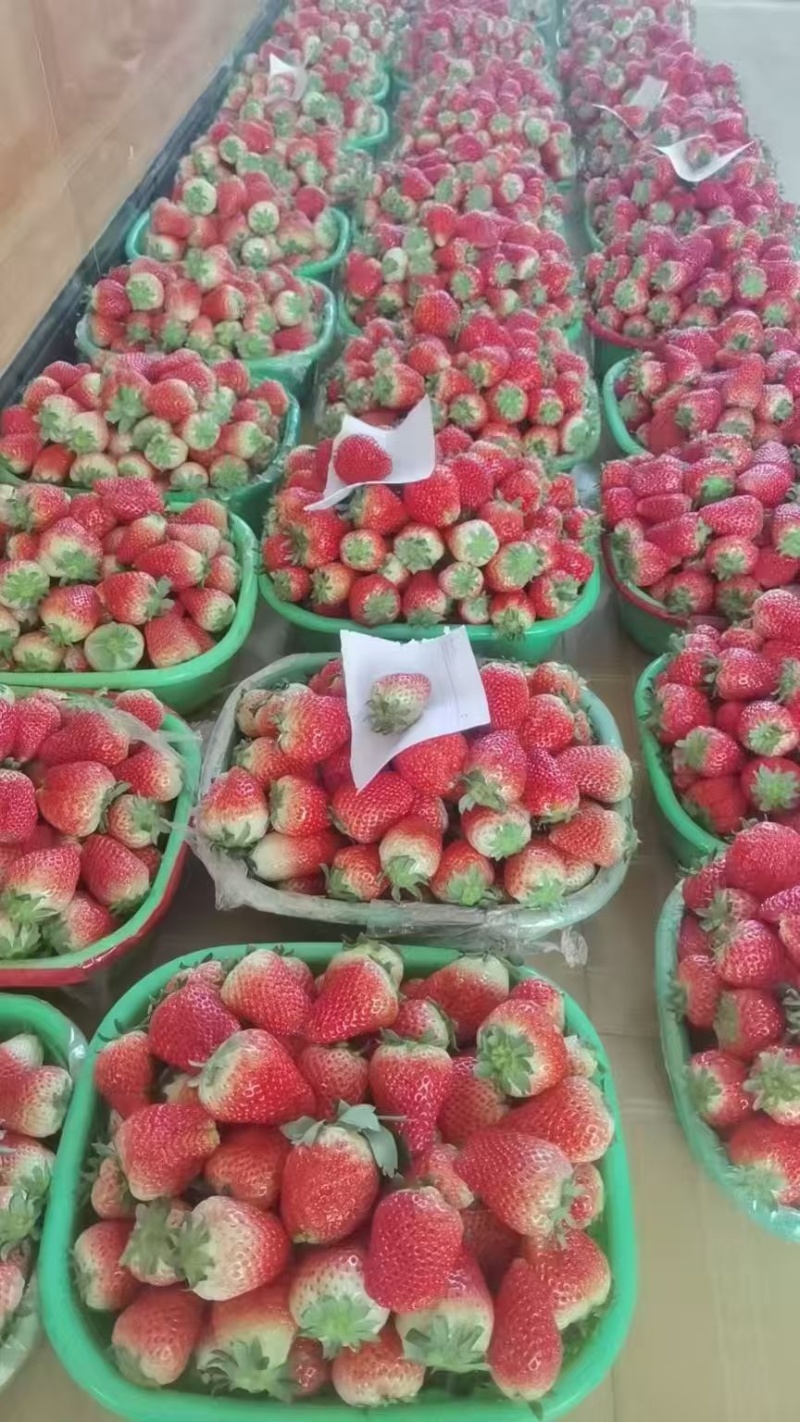 河北精品奶油草莓产地直发一手货源质量保证全国发货