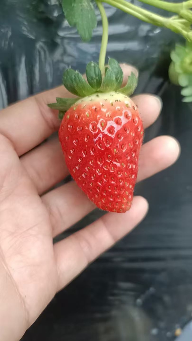 河北精品奶油草莓产地直发一手货源质量保证全国发货
