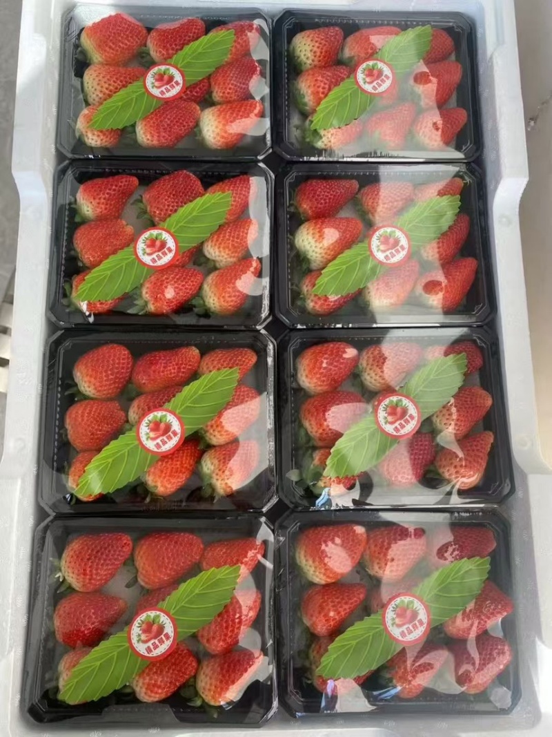 河北精品奶油草莓产地直发一手货源质量保证全国发货