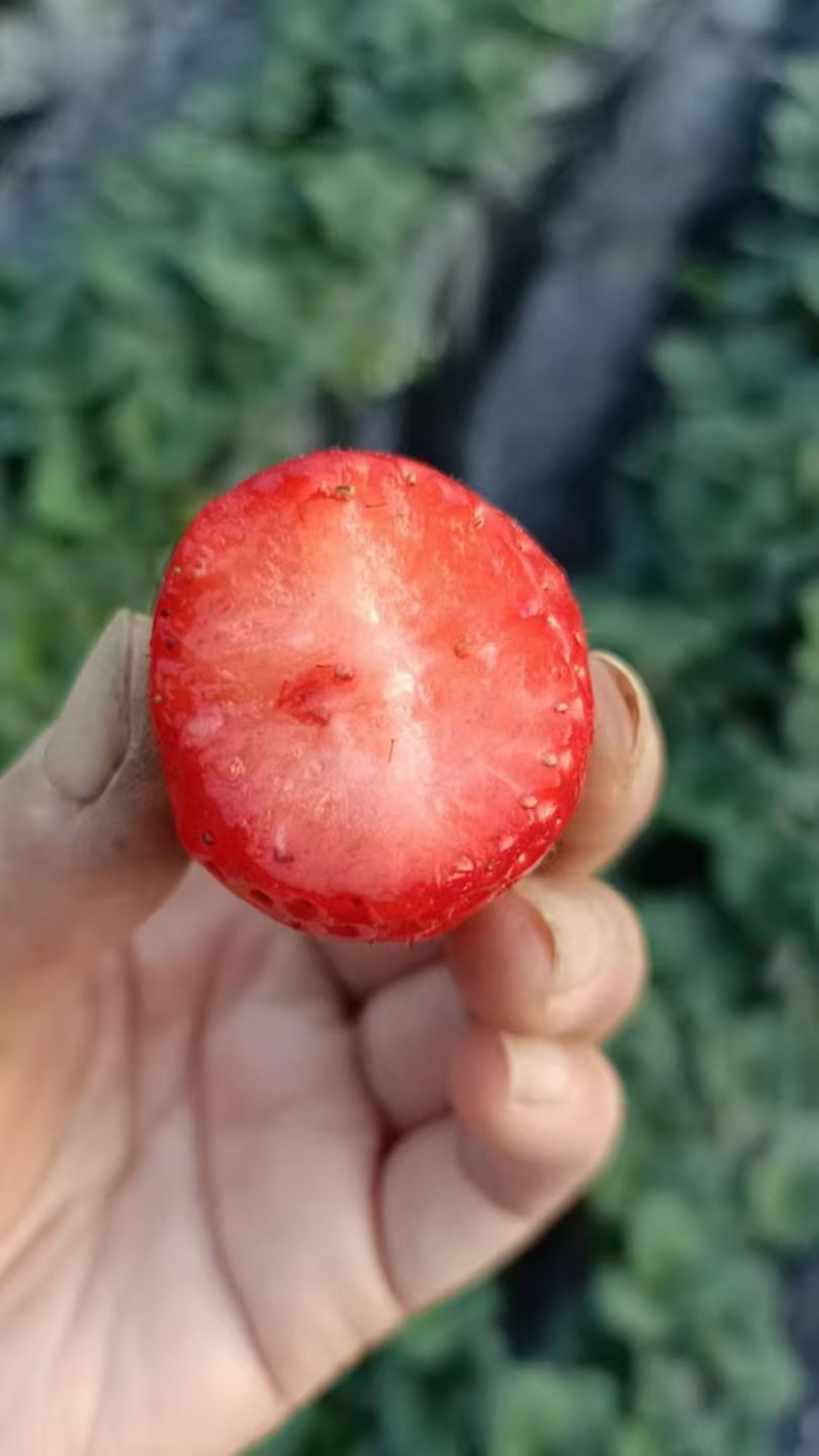 河北精品奶油草莓产地直发一手货源质量保证全国发货