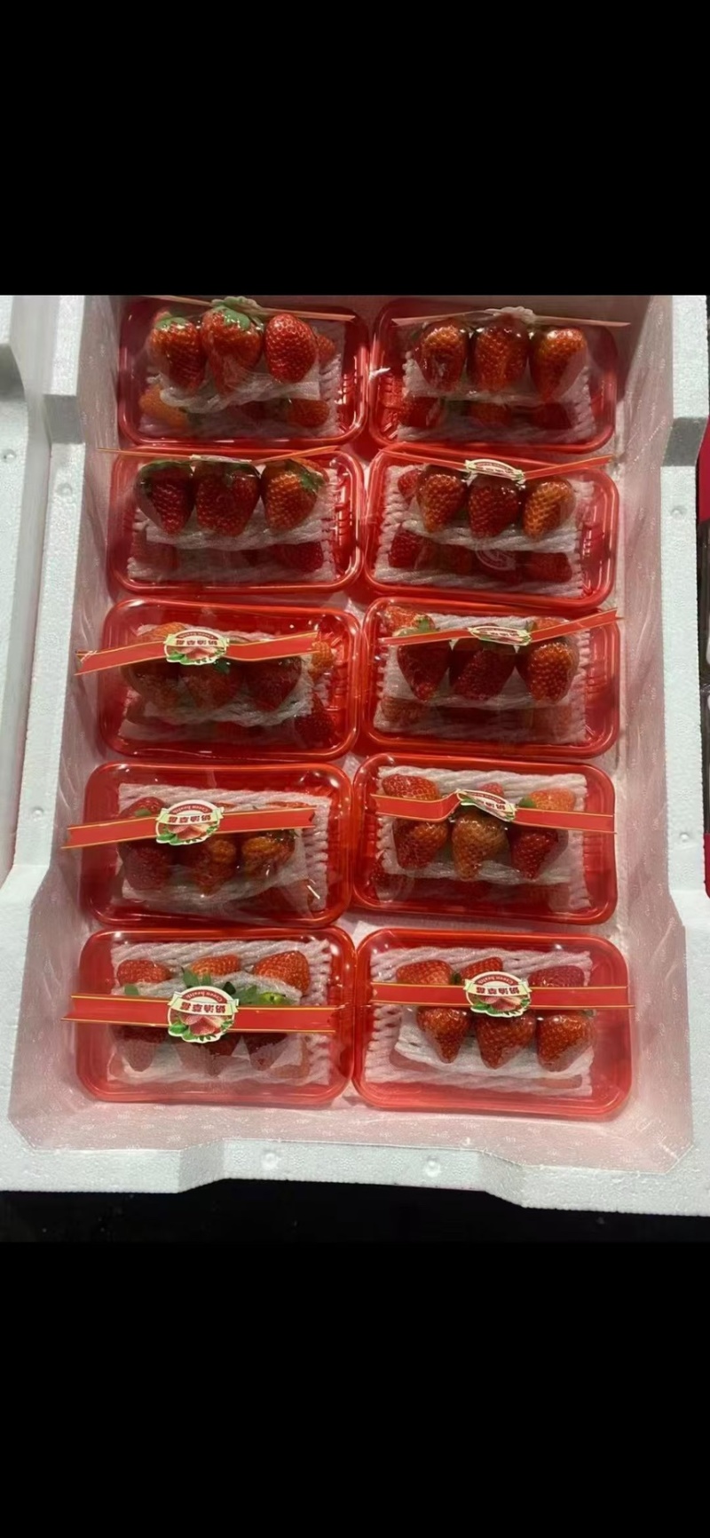 河北精品奶油草莓产地直发一手货源质量保证全国发货
