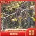 免嫁接一年药用酸枣苗现起现发，保质保量，1千棵以上包邮
