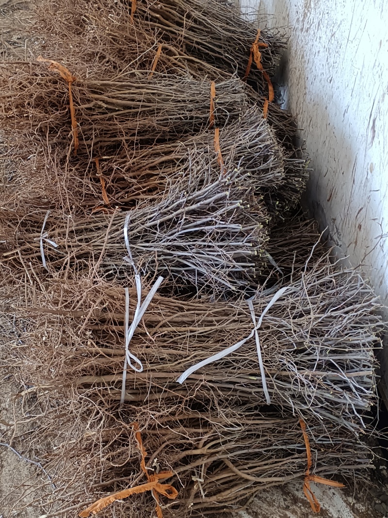 免嫁接一年药用酸枣苗现起现发，保质保量，1千棵以上包邮