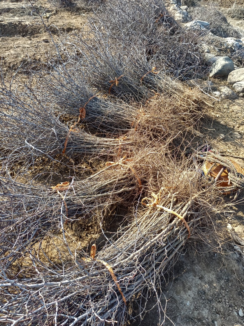 免嫁接一年药用酸枣苗现起现发，保质保量，1千棵以上包邮