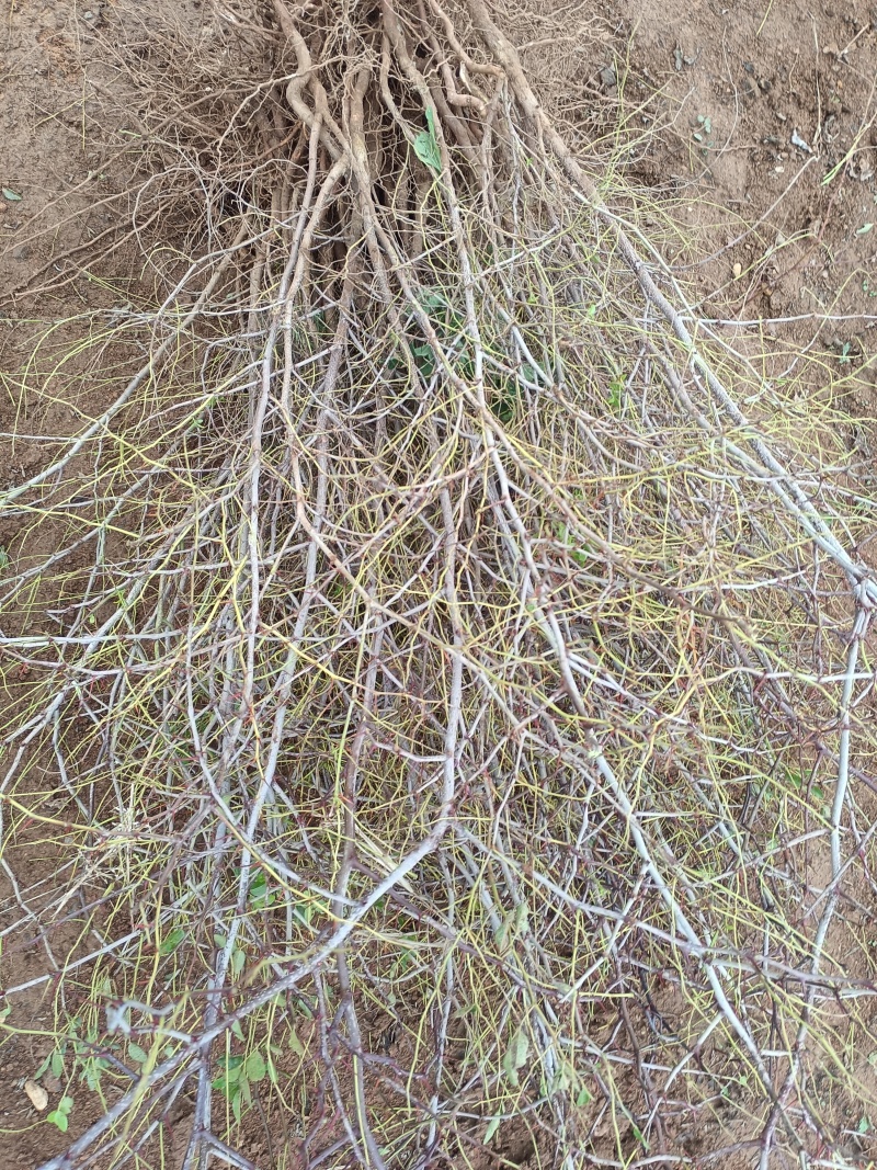 免嫁接一年药用酸枣苗现起现发，保质保量，1千棵以上包邮