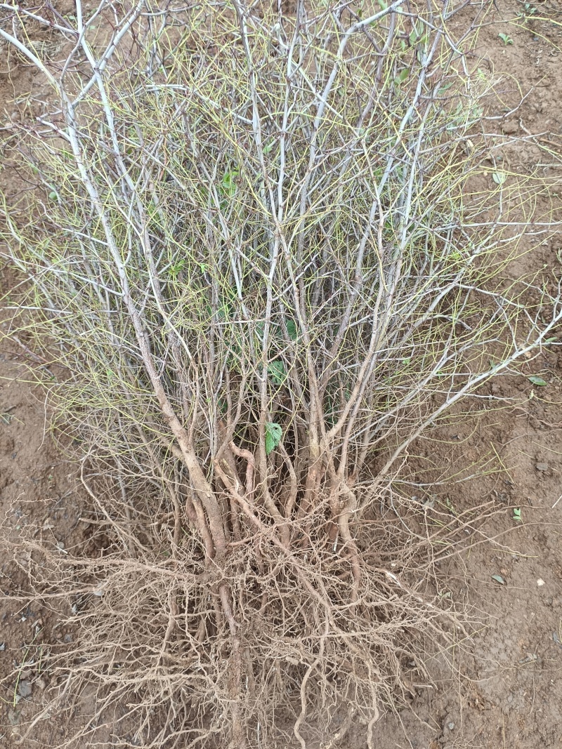 免嫁接一年药用酸枣苗现起现发，保质保量，1千棵以上包邮