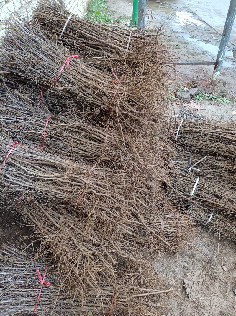 免嫁接一年药用酸枣苗现起现发，保质保量，1千棵以上包邮