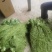 云南四级贡菜，食品厂，电商，酱菜工厂用货，可批发30公斤