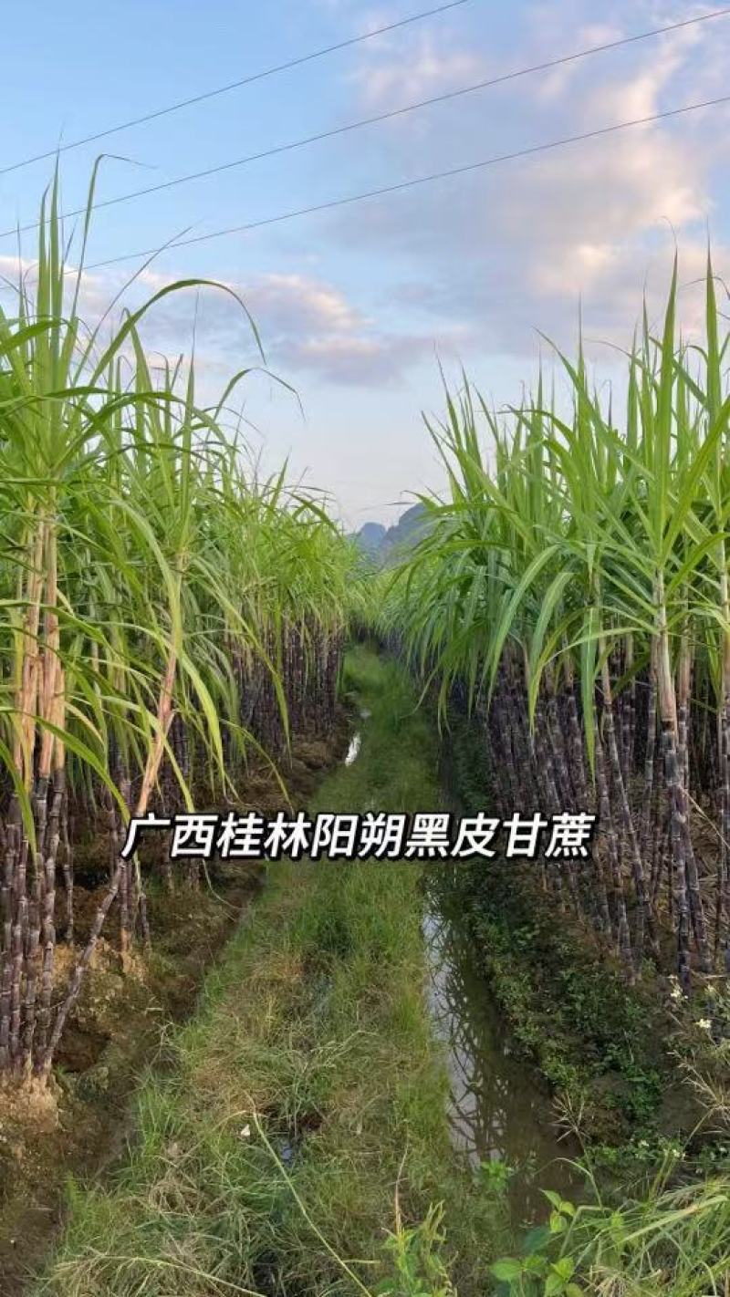 《黑皮甘蔗》桂林甘蔗/一件代发货源/直播，淘宝，京东