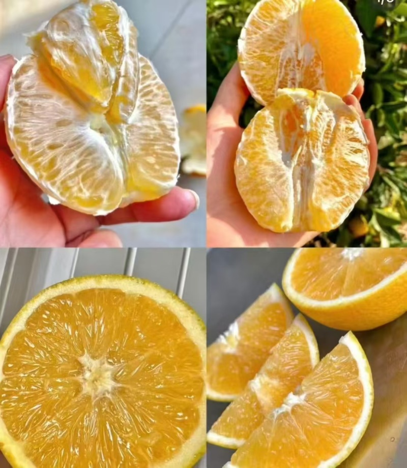 道州脐橙