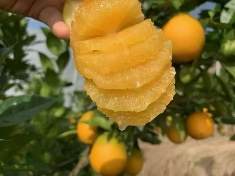 赣南脐橙江西精品脐橙量大价优整车批发价欢迎选购一手货源