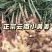 云南小黄姜产地直发大量上市对接市场商超欢迎选购