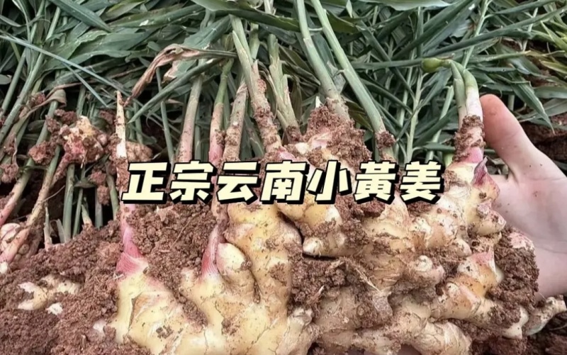 云南小黄姜产地直发大量上市对接市场商超欢迎选购