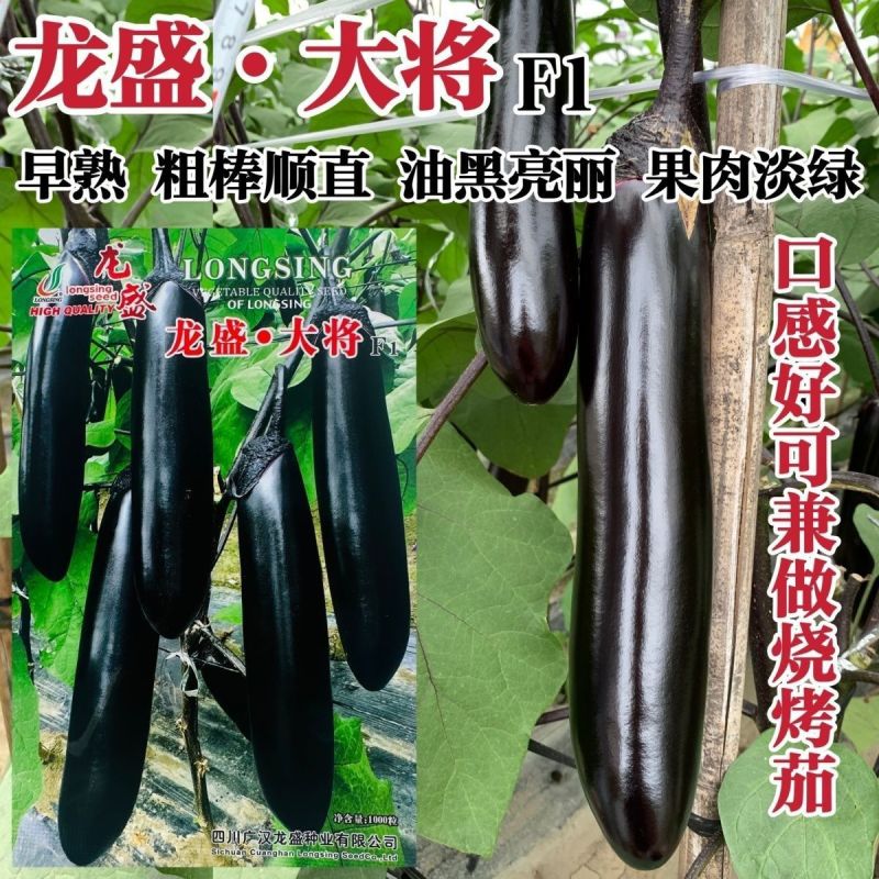 龙盛大将早熟杂交茄子种粗棒顺直抗病油亮品质佳果肉淡绿茄子