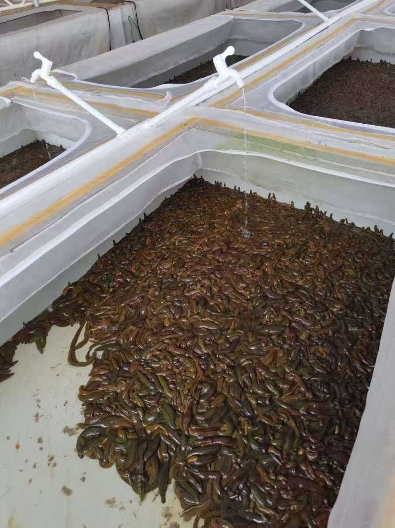 水蛭菲牛蛭鲜货基地直供品质优存活率高可视频看货支持整车