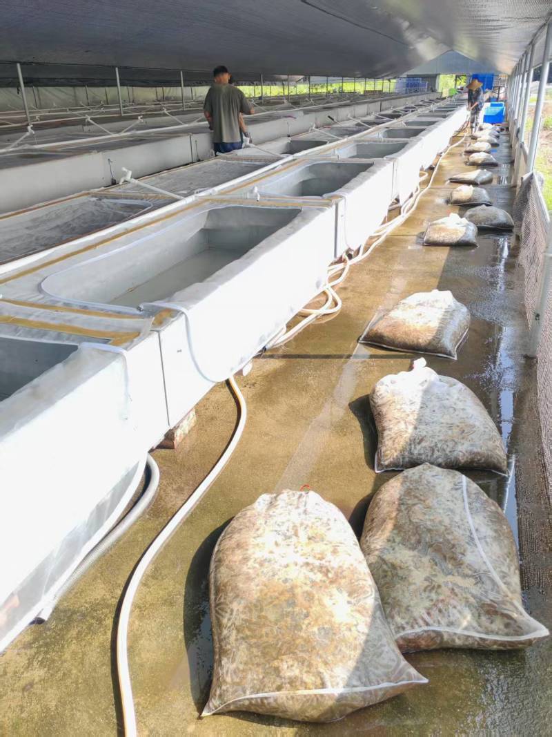 水蛭菲牛蛭鲜货基地直供品质优存活率高可视频看货支持整车