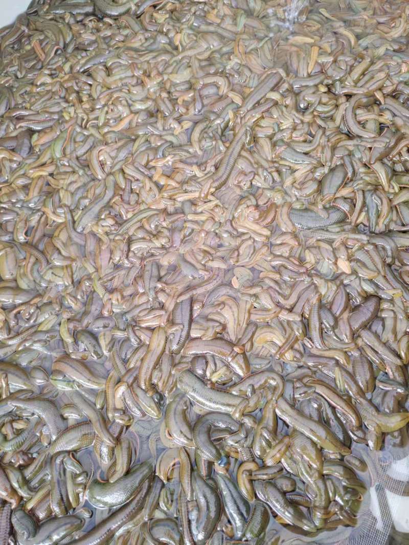 水蛭菲牛蛭鲜货基地直供品质优存活率高可视频看货支持整车