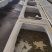 水蛭菲牛蛭鲜货基地直供品质优存活率高可视频看货支持整车