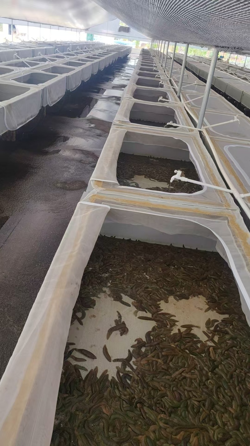水蛭菲牛蛭鲜货基地直供品质优存活率高可视频看货支持整车