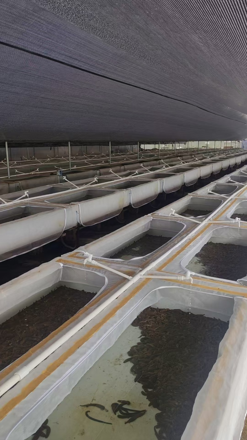 水蛭菲牛蛭鲜货基地直供品质优存活率高可视频看货支持整车