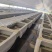水蛭菲牛蛭鲜货基地直供品质优存活率高可视频看货支持整车