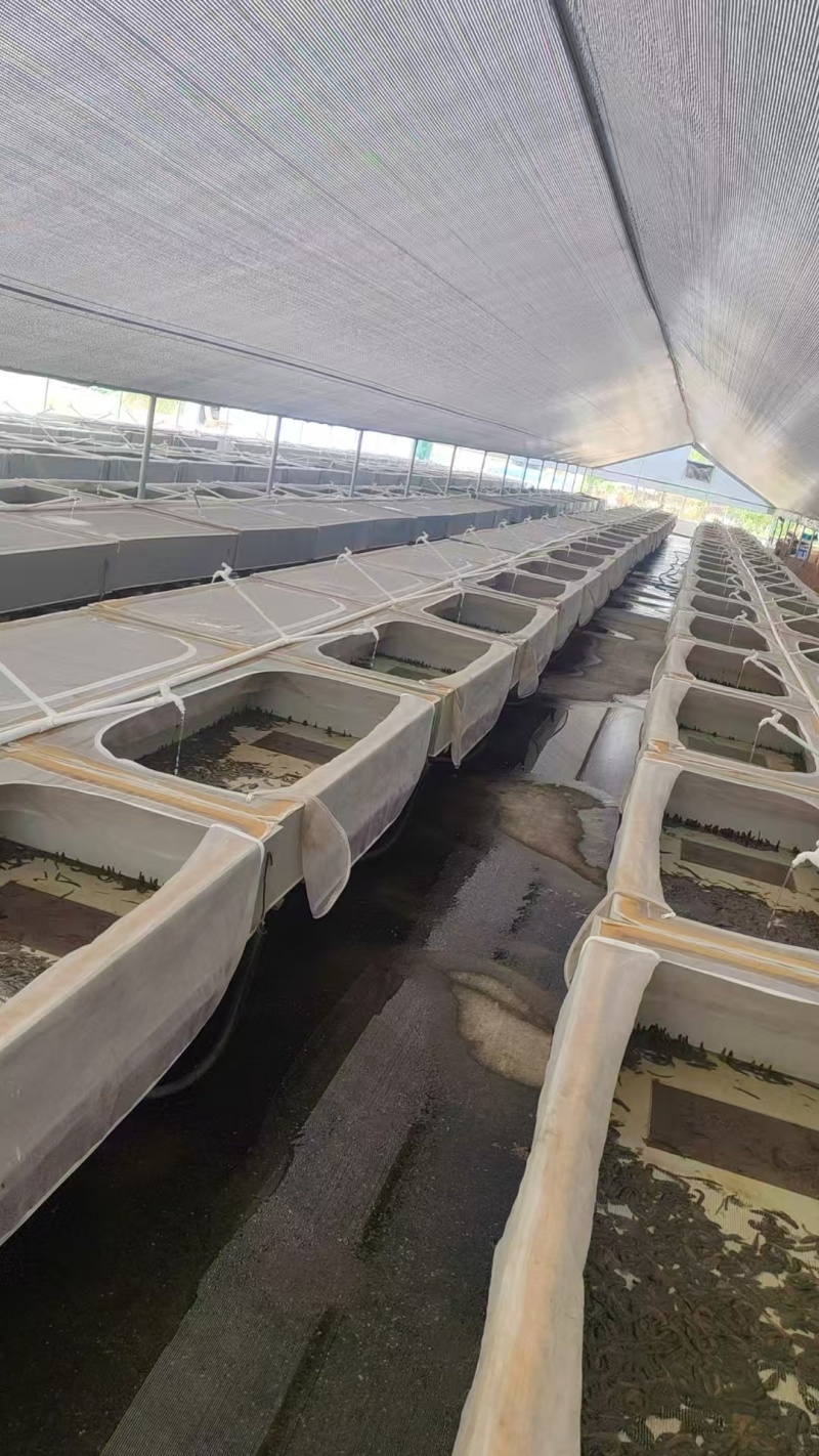 水蛭菲牛蛭鲜货基地直供品质优存活率高可视频看货支持整车
