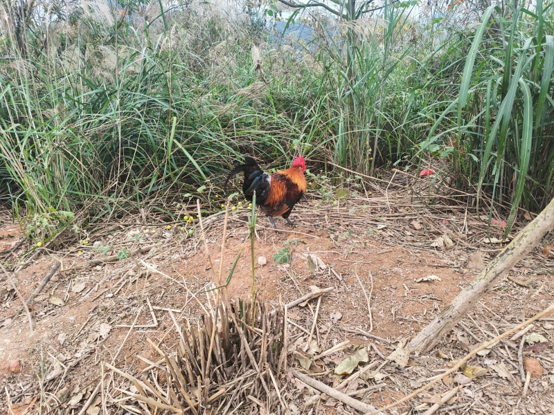 活禽土鸡-小香鸡