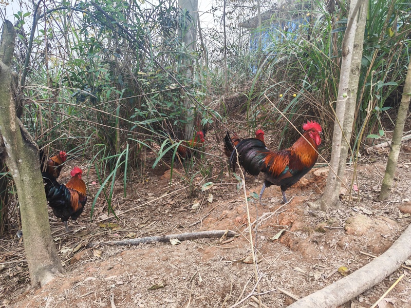 活禽土鸡-小香鸡