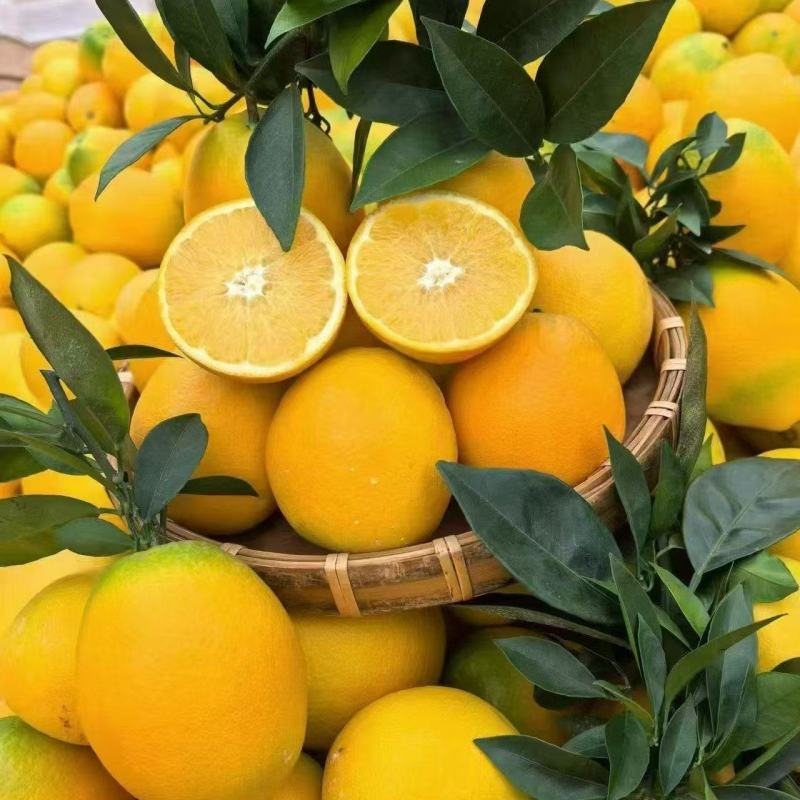 赣南脐橙江西精品脐橙量大价优整车批发价欢迎选购一手货源