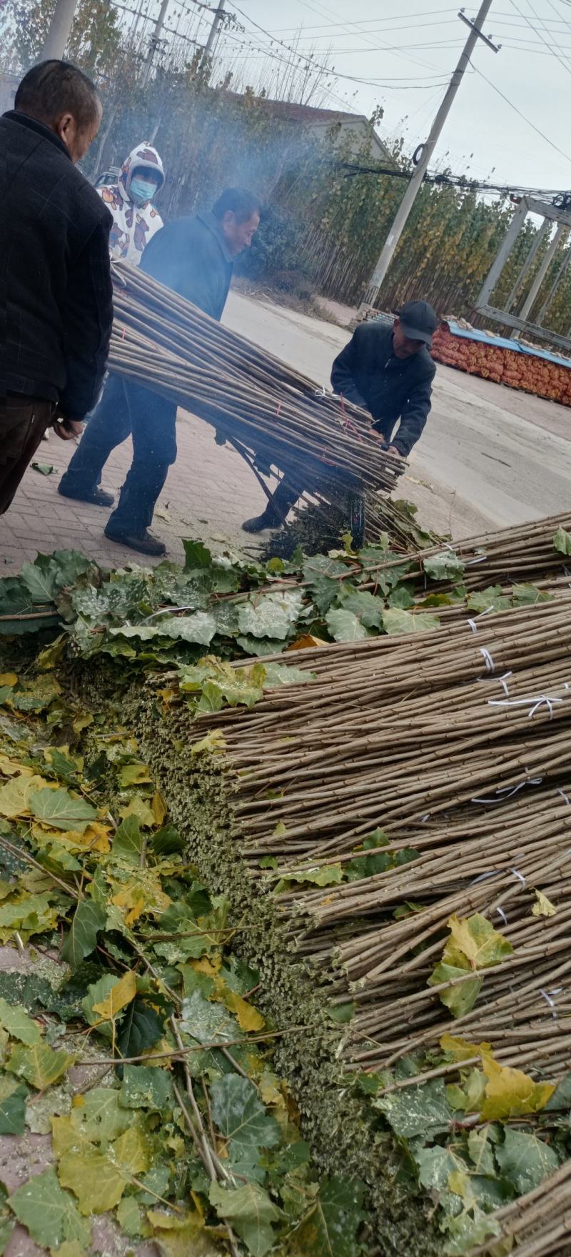 杨树苗大量上市，产地直发，品质保证，服务周到