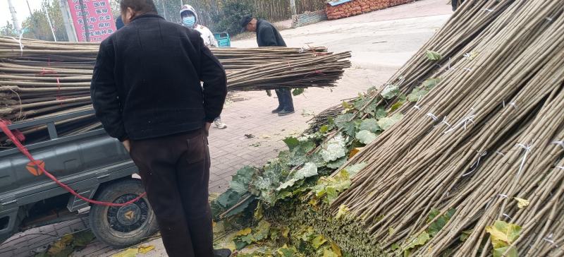 杨树苗大量上市，产地直发，品质保证，服务周到
