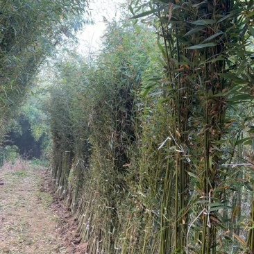 庭院绿植早园竹绿化苗景观苗对接全国欢迎进店