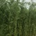 庭院绿植早园竹绿化苗景观苗对接全国欢迎进店