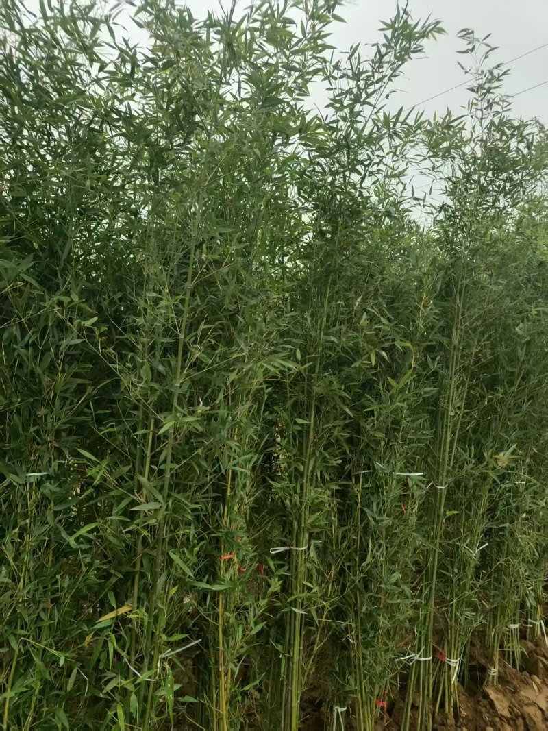 庭院绿植早园竹绿化苗景观苗对接全国欢迎进店
