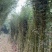 庭院绿植早园竹绿化苗景观苗对接全国欢迎进店