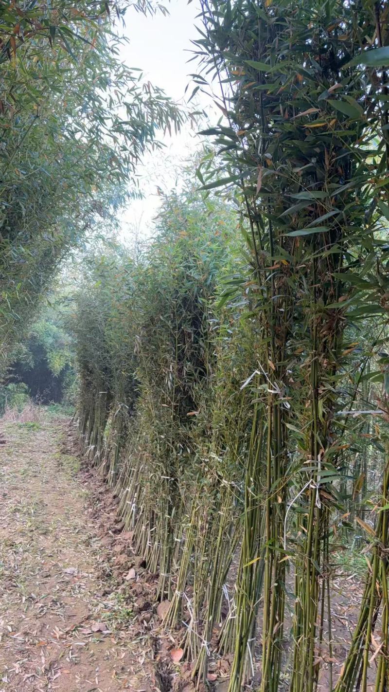 庭院绿植早园竹绿化苗景观苗对接全国欢迎进店
