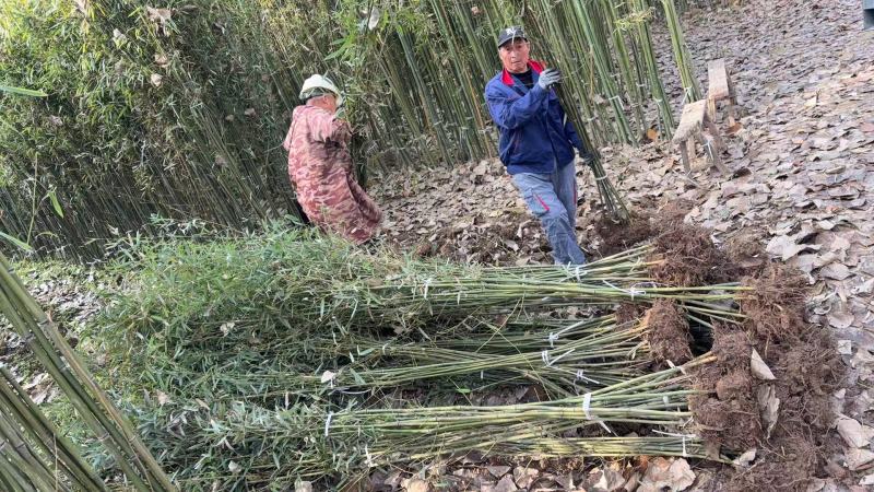 庭院绿植早园竹绿化苗景观苗对接全国欢迎进店