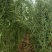 庭院绿植早园竹绿化苗景观苗对接全国欢迎进店