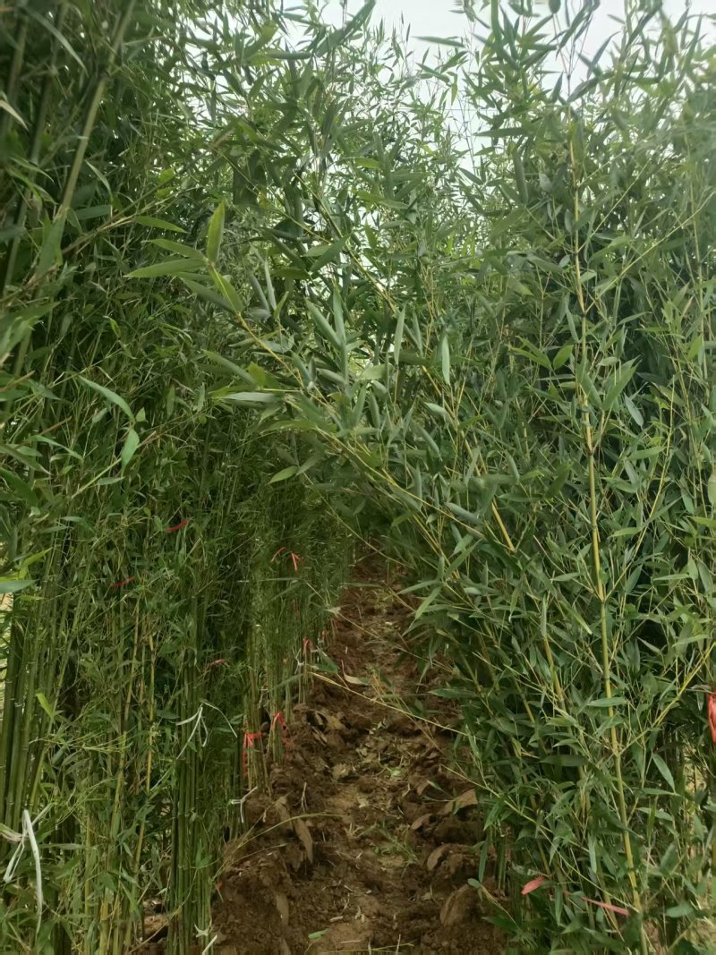 庭院绿植早园竹绿化苗景观苗对接全国欢迎进店